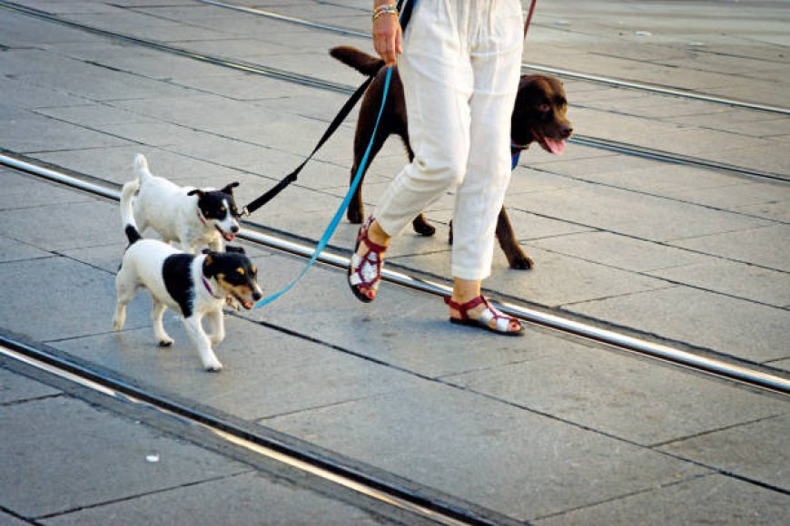 Understanding Dog Walking Prices and Dog Boarding Prices: A Guide for Pet Owners
