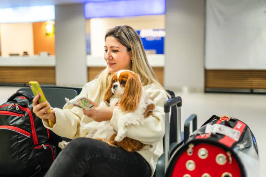 Professional Dog Boarding: Ensuring Your Pet’s Comfort and Safety