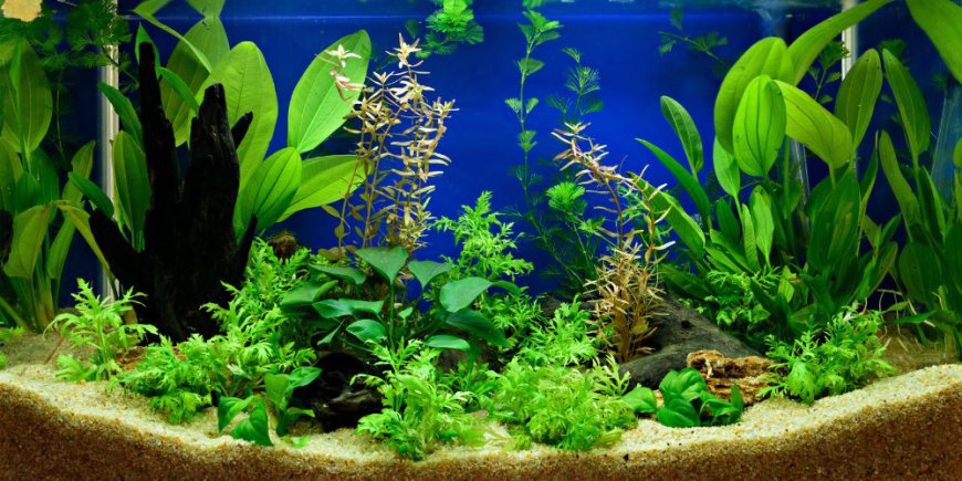 Top Planted Aquarium Lights for Low-Tech Tanks in India