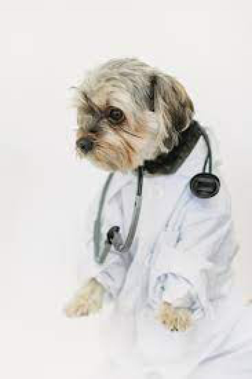 End-of-Life Care Options for Senior Pets