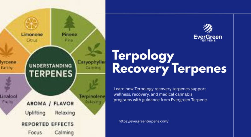 How Terpology Recovery Terpenes Support Modern Wellness and Recovery | Evergreen Terpene