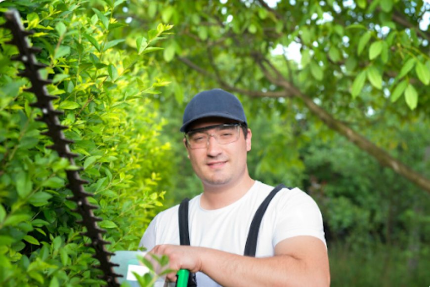 What Happens During a Professional Stump Grinding Service?