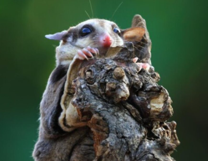 Creating safer properties with effective pest and wildlife prevention