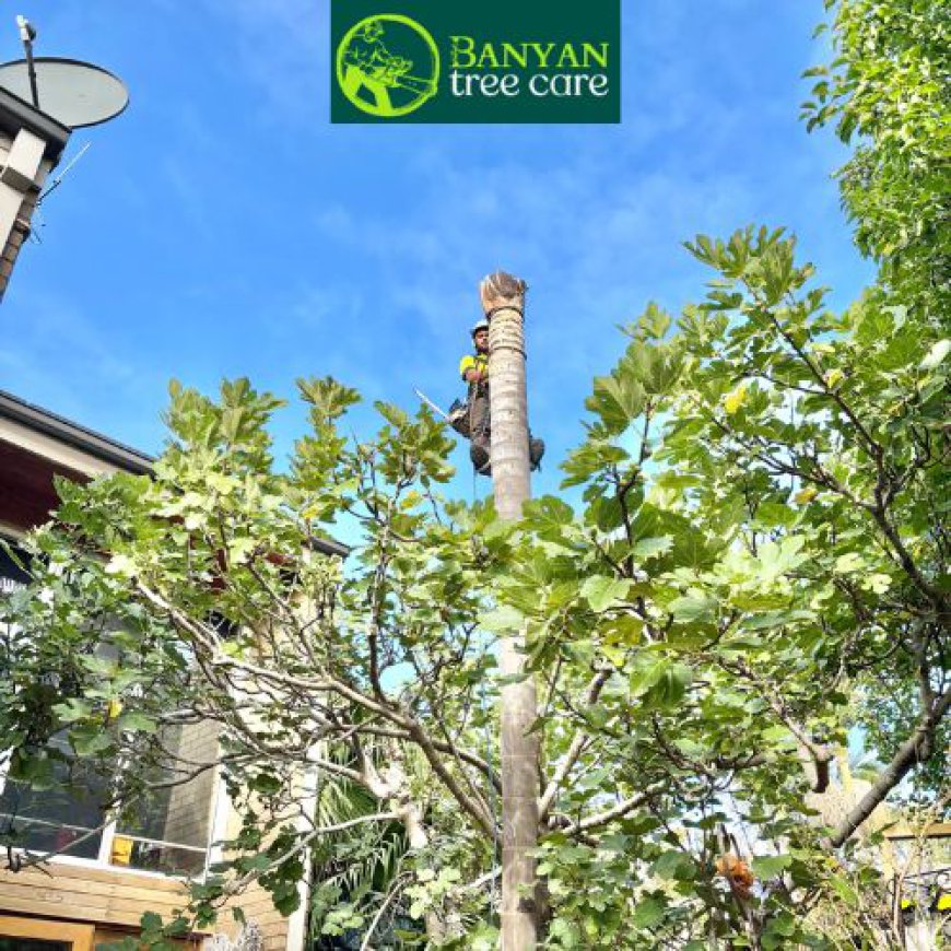Why Professional Tree Care Is Essential for Melbourne Properties