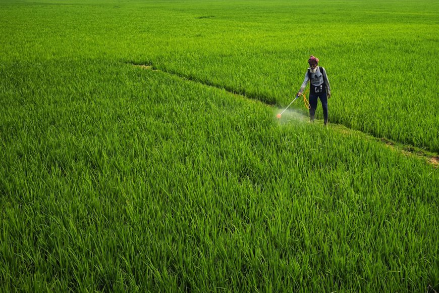 Gypsum Fertilizer Explained: Benefits, Uses, and Smart Crop Growth