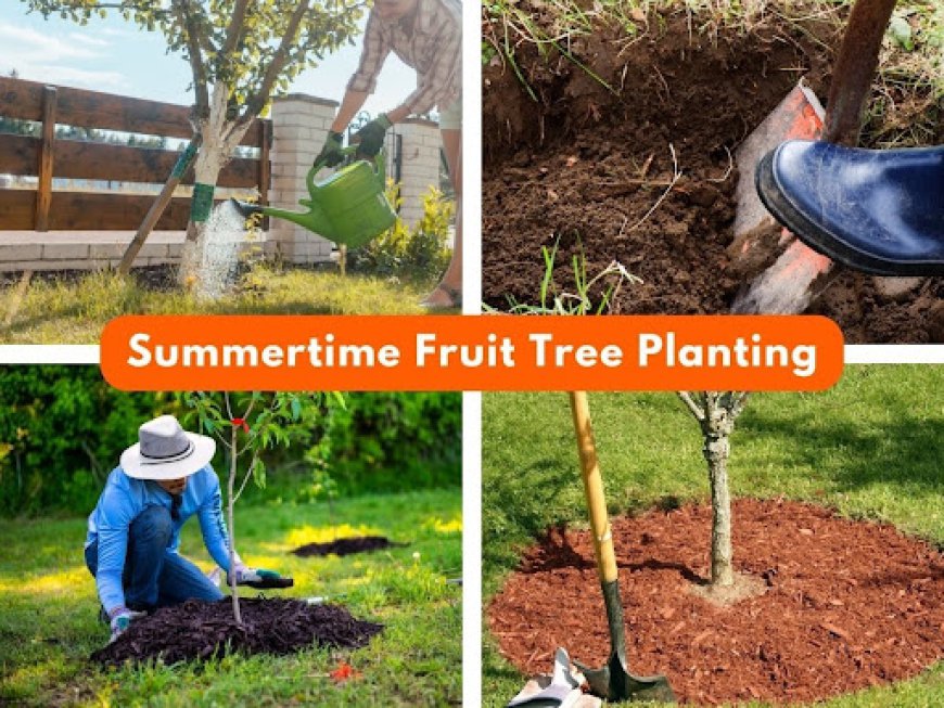 Backyard Fruit Trees: Summer Care Guide | Evergreen Nursery