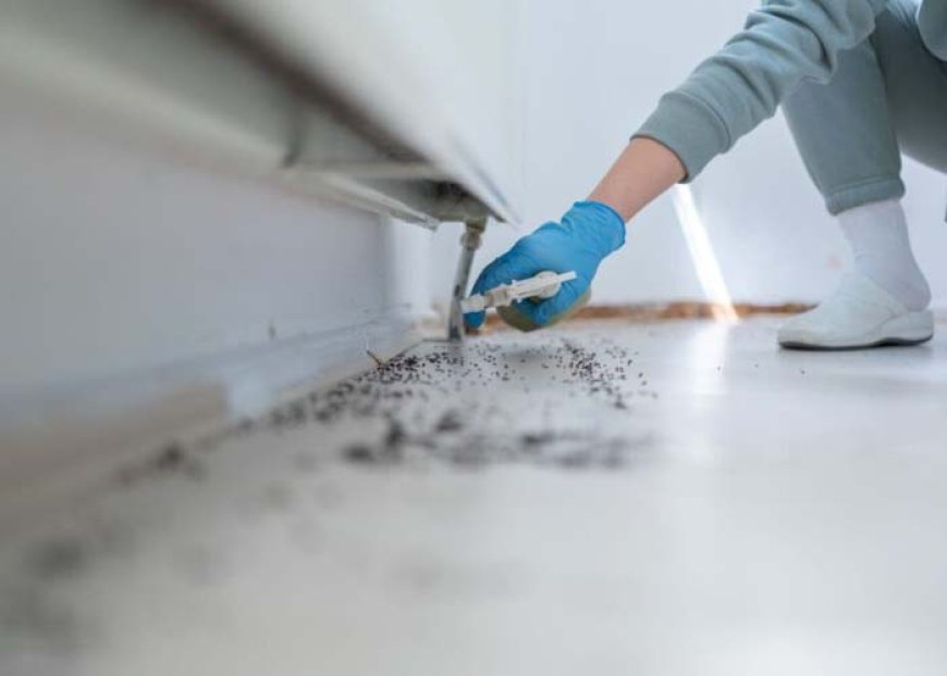 How Do You Know If Bed Bugs Are Fully Eliminated After Treatment?