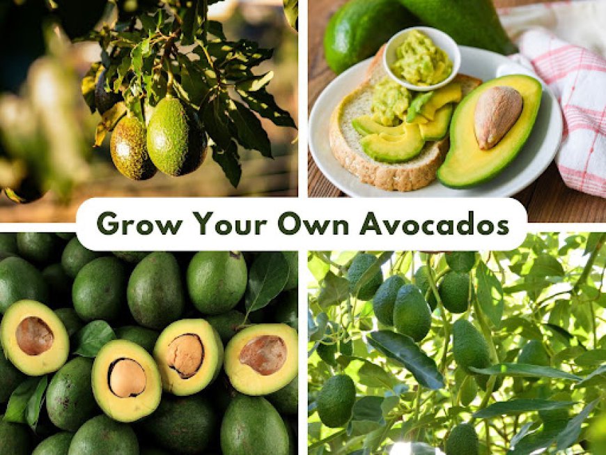 Avocado Trees: Edible Landscape Plants | East Bay