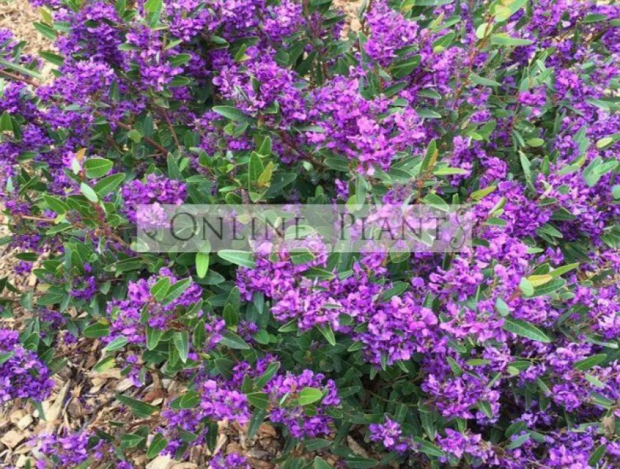Create a Natural Garden Retreat with Vertical Planting Ideas