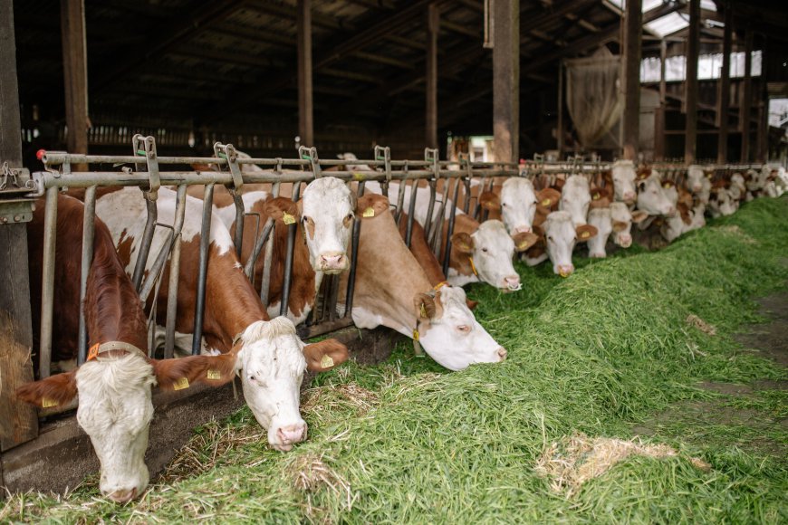 Animal Feed Additives Market Growth Insights and Emerging Trends