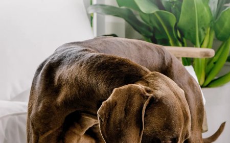 Gut Digestive Health Supplements for Happy Pets
