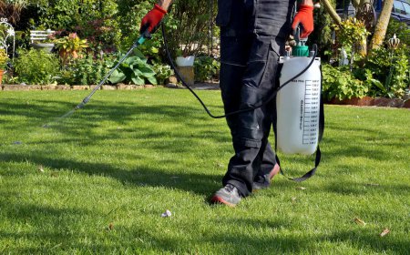 Understanding the Cost of Weed Control Services in Vancouver