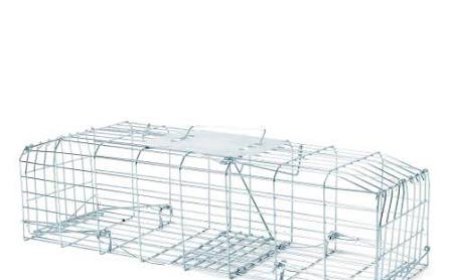 How Feral Pigeon Traps Improve Commercial Bird Control and Facility Protection
