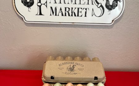 How to Choose High-Quality Eggs at Your Local Farm or Market?