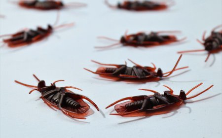 How to Choose a Pest Control Service in Arlington, TX: What Homeowners Should Know