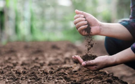 Restoring Soil Health to Support Brazil’s Agricultural Future