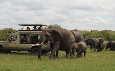Step-by-Step Tips for First-Time Travelers to Kenya