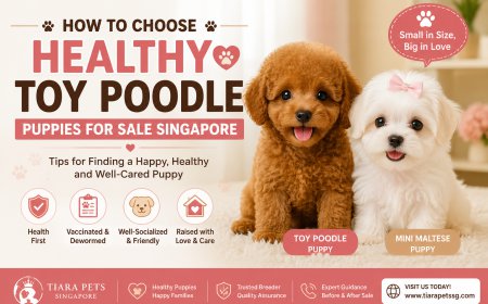 How to Choose Healthy Toy Poodle Puppies for Sale Singapore ?