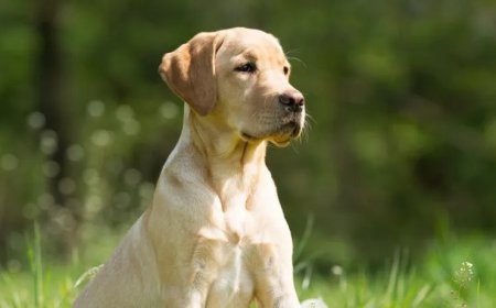 What Happened After 4 Weeks of Dog Training in Dallas