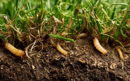 What Is a Grub Control Service and How Does It Work?