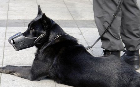 ARE LEVEL 3 PROTECTION DOGS WORTH BUYING IN COLORADO Florida