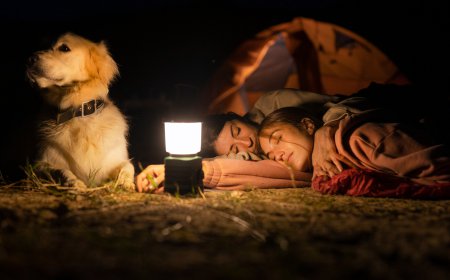 The Secret Life of Pets During the Night