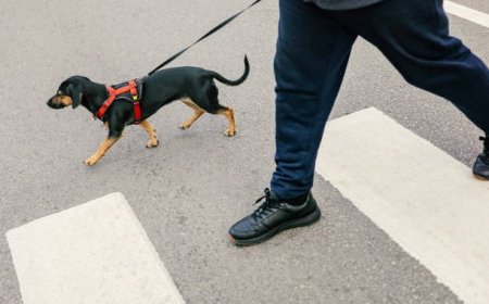 The Most Common Dog Walking Gear Mistakes Owners Make
