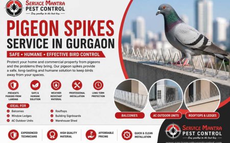 Why Service Mantra Is a Trusted Name for Pigeon Spikes Service in Gurgaon