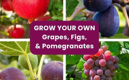 Potting Soil in Bulk for Fruit Planting | Evergreen Nursery