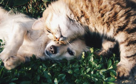 US Pet Insurance Market: Size, Growth, Trends, and Strategic Outlook 2026-2033