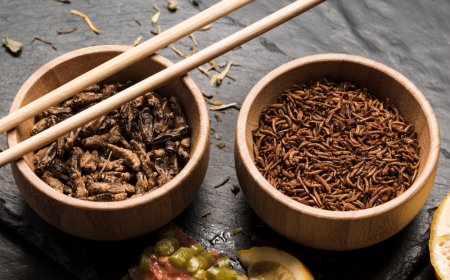 Rapid Expansion of the Global Insect Protein Market: Size, Trends & Drivers