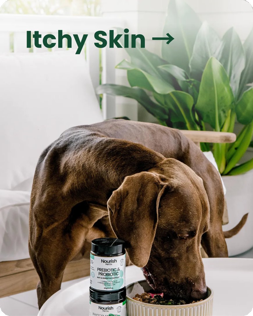 Gut Digestive Health Supplements for Happy Pets