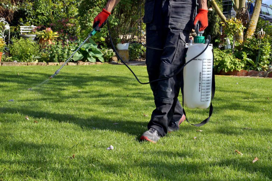 Understanding the Cost of Weed Control Services in Vancouver
