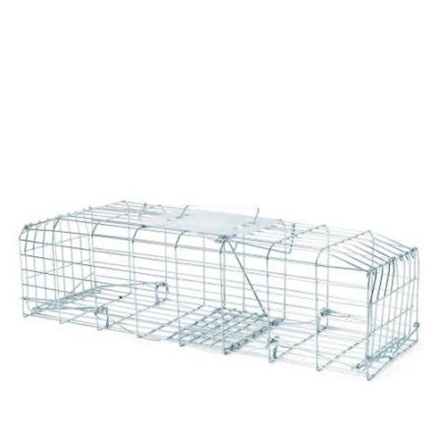 How Feral Pigeon Traps Improve Commercial Bird Control and Facility Protection