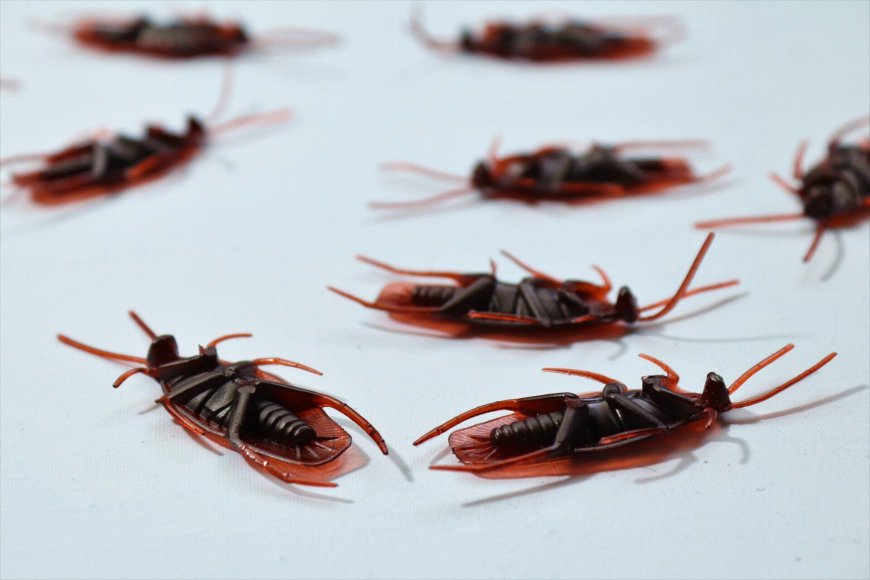 How to Choose a Pest Control Service in Arlington, TX: What Homeowners Should Know