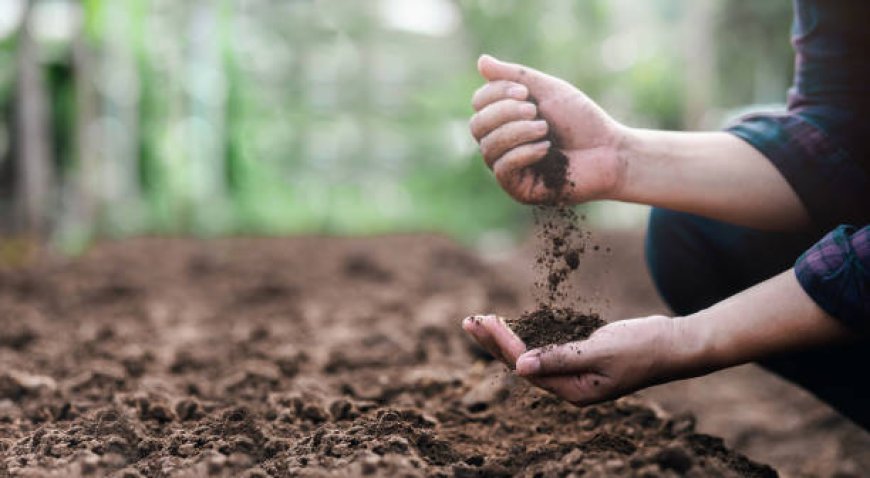 Restoring Soil Health to Support Brazil’s Agricultural Future