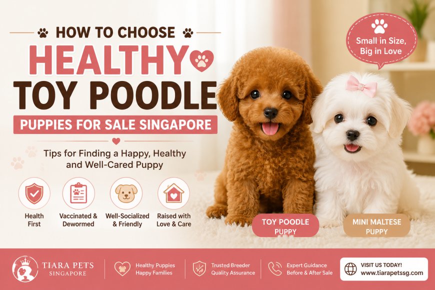 How to Choose Healthy Toy Poodle Puppies for Sale Singapore ?