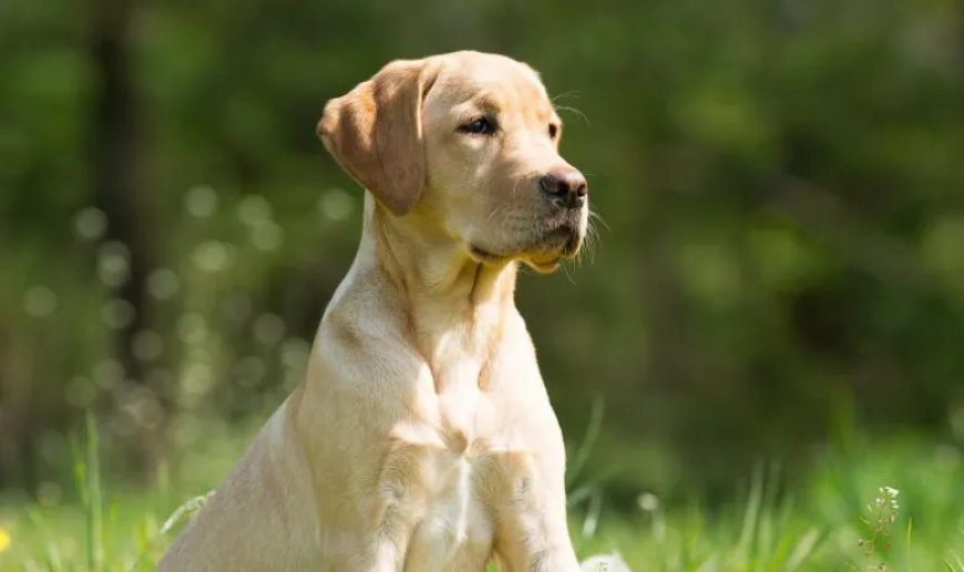 What Happened After 4 Weeks of Dog Training in Dallas