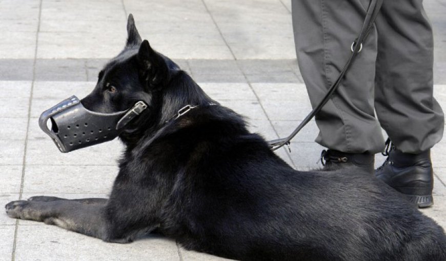 ARE LEVEL 3 PROTECTION DOGS WORTH BUYING IN COLORADO Florida