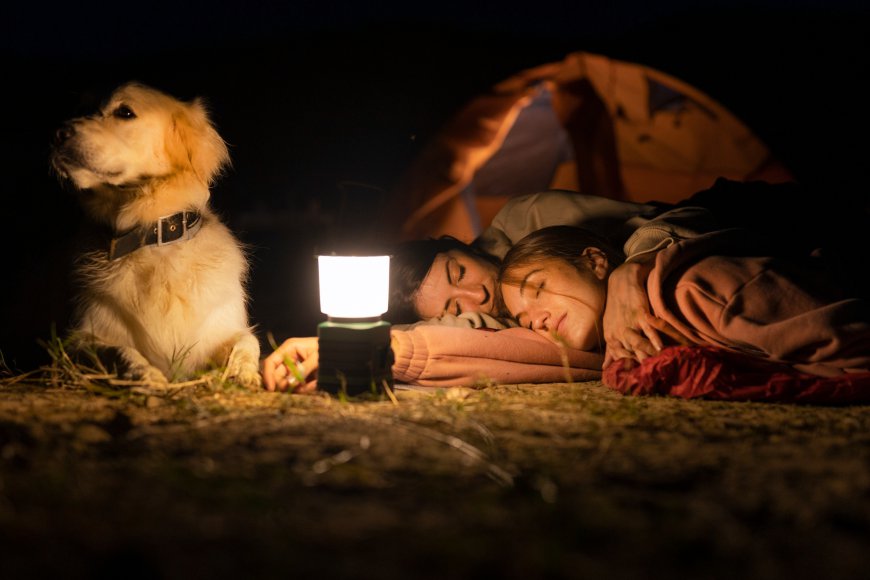 The Secret Life of Pets During the Night
