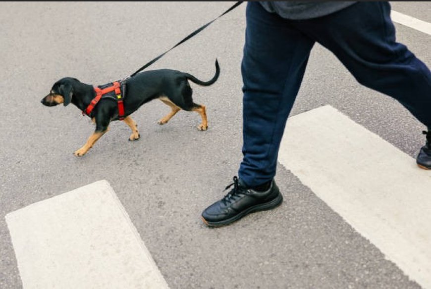 The Most Common Dog Walking Gear Mistakes Owners Make