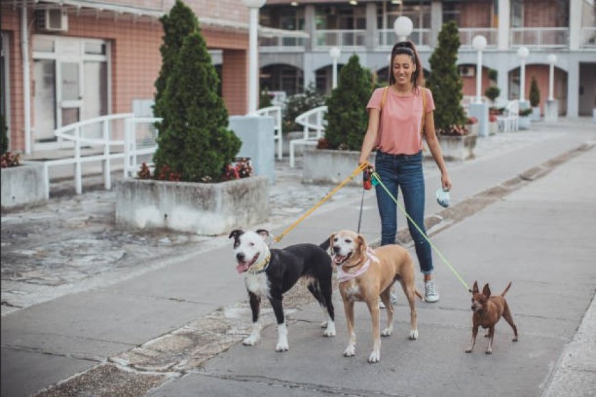 How Often U.S. Dog Owners Need Dog Walking Services by Work Schedule