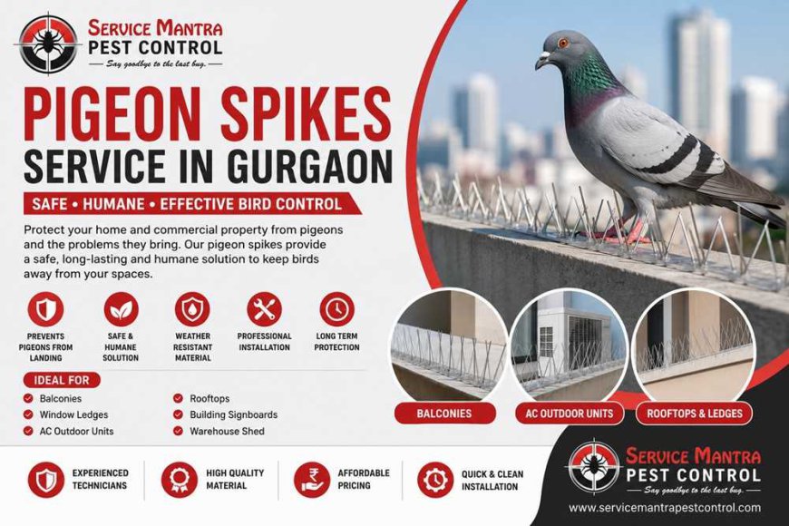 Why Service Mantra Is a Trusted Name for Pigeon Spikes Service in Gurgaon