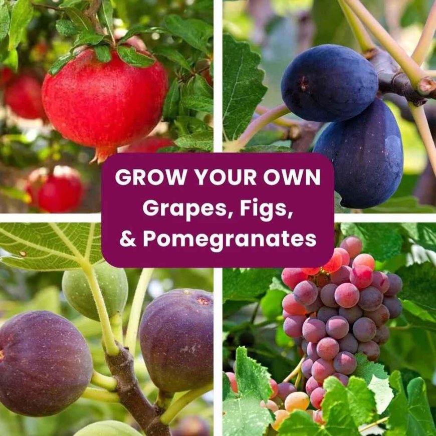 Potting Soil in Bulk for Fruit Planting | Evergreen Nursery