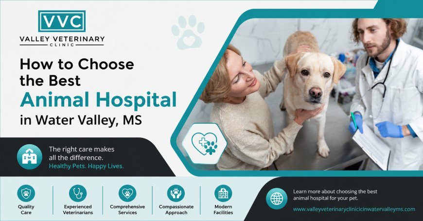 How to Choose the Best Animal Hospital in Water Valley, MS