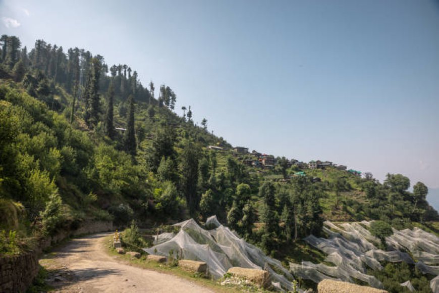 My Himachal Diaries: A Journey I Didn't Want to End