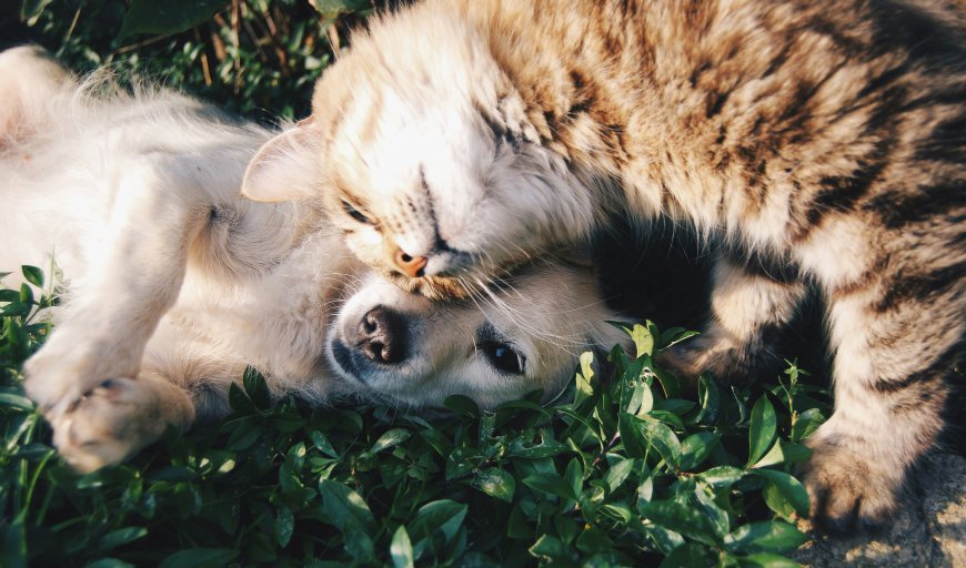 US Pet Insurance Market: Size, Growth, Trends, and Strategic Outlook 2026-2033