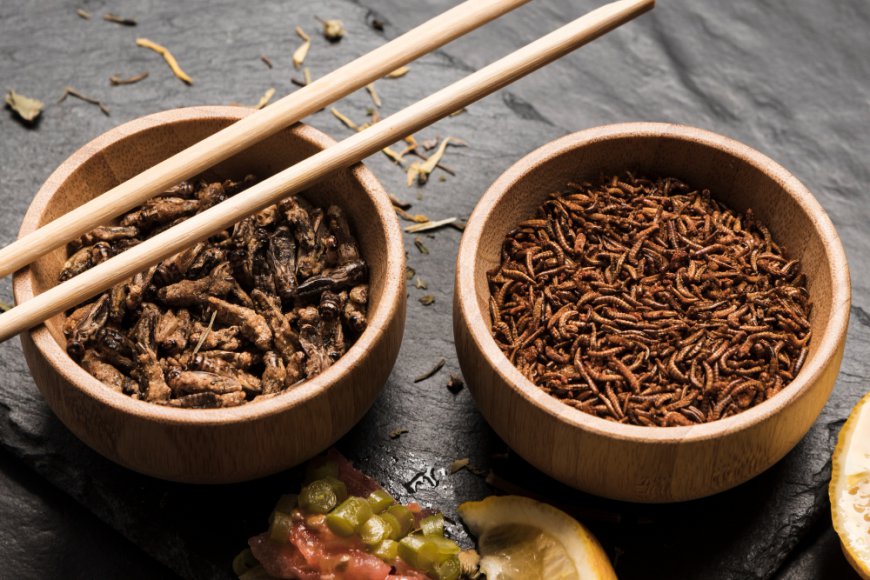 Rapid Expansion of the Global Insect Protein Market: Size, Trends & Drivers