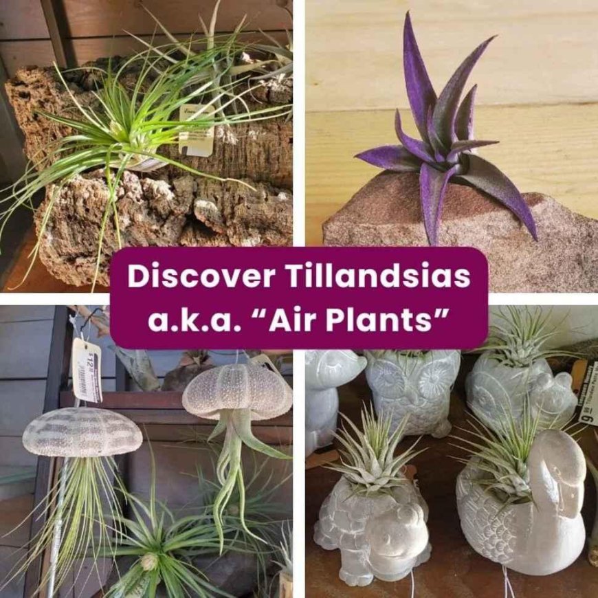 Tillandsia Air Plant Care + California Native Garden Tips