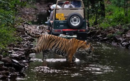 Chambal Safari Booking | Reserve Boat Safari Online
